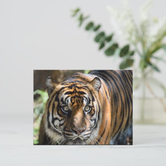 Sumatran Tiger Postkarte (Stehend Vorderseite)