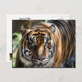 Sumatran Tiger Postkarte (Vorne/Hinten)