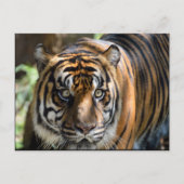 Sumatran Tiger Postkarte (Vorderseite)