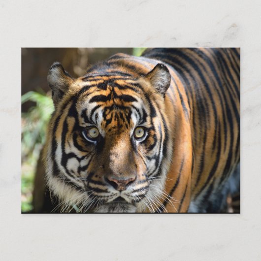 Sumatran Tiger Postkarte (Vorderseite)