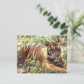 Sumatran Tiger Postkarte wiederherstellen (Stehend Vorderseite)