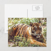 Sumatran Tiger Postkarte wiederherstellen (Vorne/Hinten)
