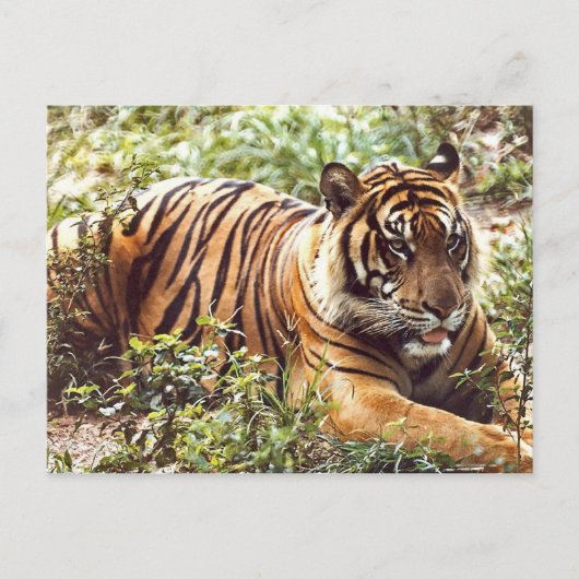 Sumatran Tiger Postkarte wiederherstellen (Vorderseite)