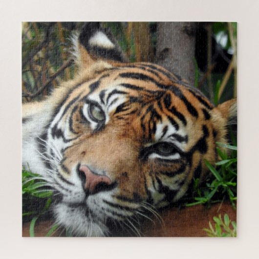 Sumatran Tiger Puzzle (Vertikal)