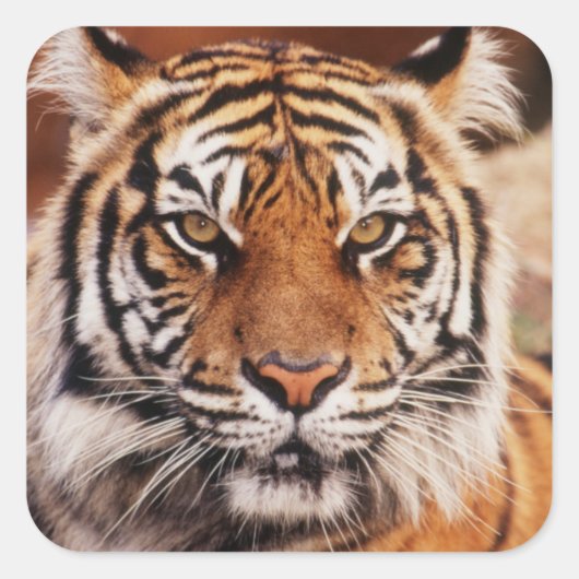 Sumatran Tiger Quadratischer Aufkleber (Vorderseite)