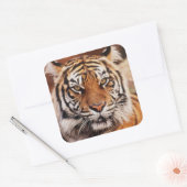 Sumatran Tiger Quadratischer Aufkleber (Umschlag)