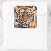Sumatran Tiger Quadratischer Aufkleber (Tasche)