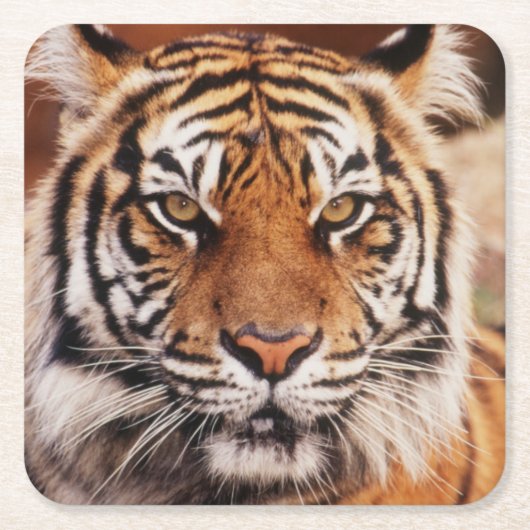 Sumatran Tiger Rechteckiger Pappuntersetzer (Vorderseite)