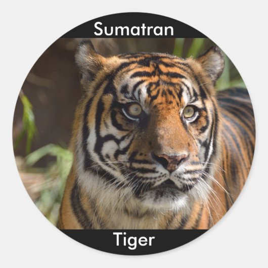 Sumatran Tiger Runder Aufkleber (Vorderseite)