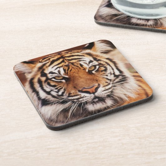 Sumatran Tiger Untersetzer (Linke Seite)