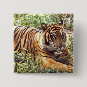 Sumatran Tiger Wild Button (Vorderseite)