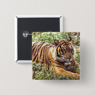 Sumatran Tiger Wild Button