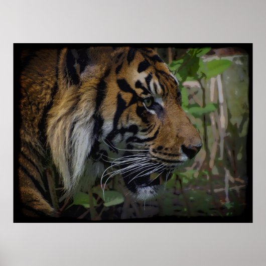 Sumatran Tiger Wildlife Big Cat-Lover Poster (Vorne)