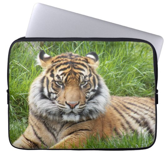 Sumatran Tiger Wildlife Foto Laptopschutzhülle (Vorderseite)