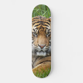 Sumatran Tiger Wildlife Foto Skateboard