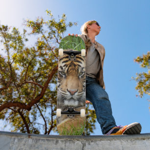 Sumatran Tiger Wildlife Photo Skateboard