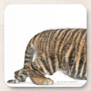 Sumatran Tigerjunges - der Pantheratigris sumatrae Getränkeuntersetzer
