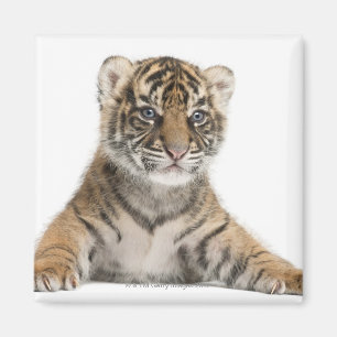 Sumatran Tigerjunges - der Pantheratigris sumatrae Magnet