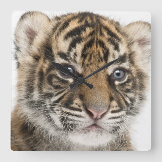 Sumatran Tigerjunges Quadratische Wanduhr
