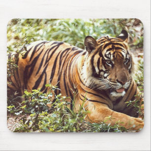 Sumatrantiger Mousepad