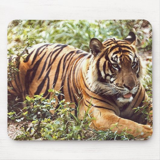 Sumatrantiger Mousepad (Vorne)