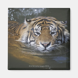 Sumatrantiger, Panthera tigris sumatrae Magnet