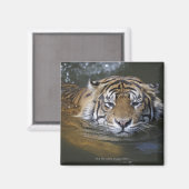 Sumatrantiger, Panthera tigris sumatrae Magnet (Vorderseite/Rückseite)