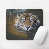 Sumatrantiger, Panthera tigris sumatrae Mousepad (Mit Mouse)