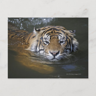 Sumatrantiger, Panthera tigris sumatrae Postkarte