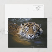 Sumatrantiger, Panthera tigris sumatrae Postkarte (Vorne/Hinten)