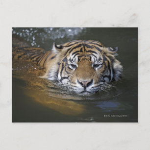 Sumatrantiger, Panthera tigris sumatrae Postkarte