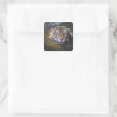 Sumatrantiger, Panthera tigris sumatrae Quadratischer Aufkleber (Tasche)