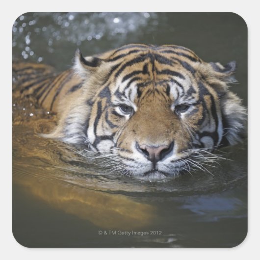 Sumatrantiger, Panthera tigris sumatrae Quadratischer Aufkleber (Vorderseite)