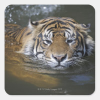 Sumatrantiger, Panthera tigris sumatrae