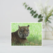 Sumatrantiger Postkarte (Stehend Vorderseite)