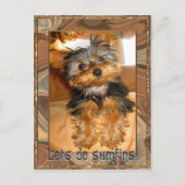 Sumfins Yorkie Postkarte (Vorderseite)