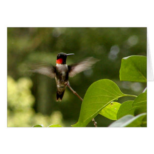 Summenvogel