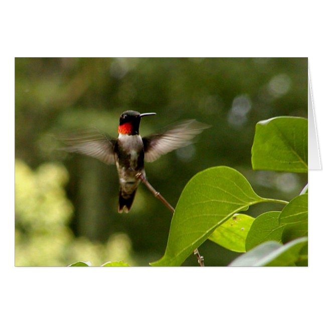 Summenvogel (Vorderseite (Horizontal))