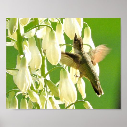 Summenvogel Poster (Vorne)