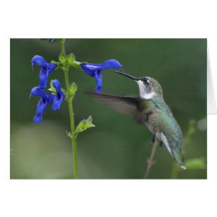 Summenvogel salvia Saphirblau 2