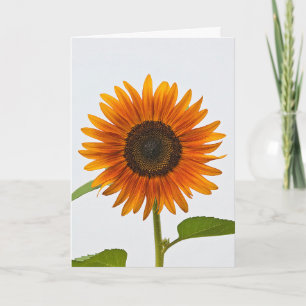 Summer Abend Mix Sonnenblumen Grußkarte Karte