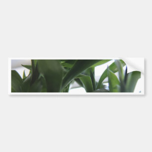 Summer Bamboo Autoaufkleber