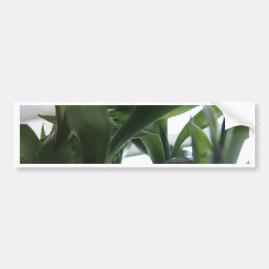 Summer Bamboo Autoaufkleber (Vorne)