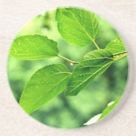 'Summer Blätter with Raindrops' Untersetzer