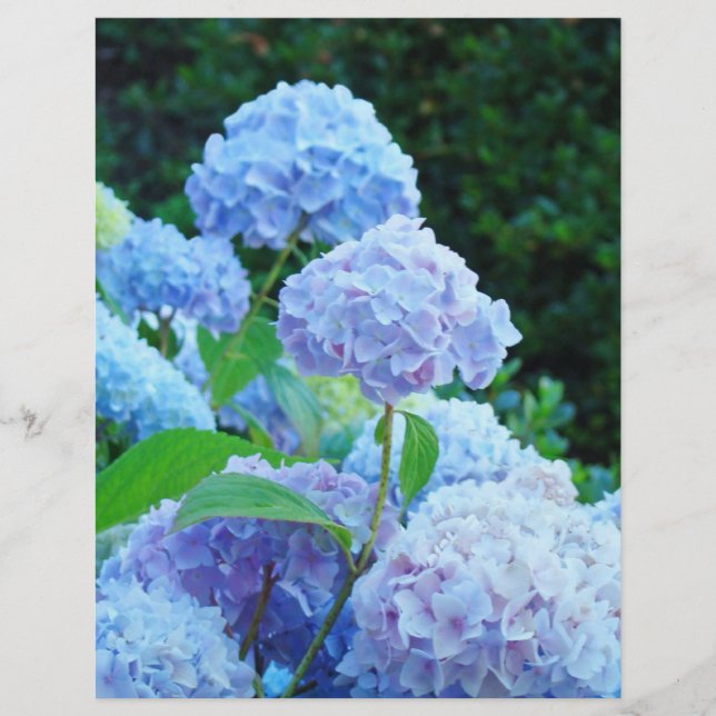 Summer Blue Hydrangea Blume ScrapBook Papier (Vorderseite)