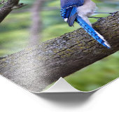 Summer Blue Jay Fotodruck (Ecke)