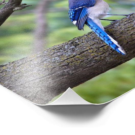 Summer Blue Jay Fotodruck (Ecke)