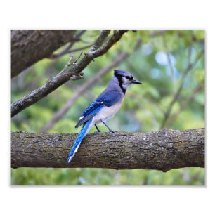 Summer Blue Jay Fotodruck