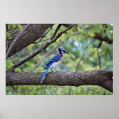 Summer Blue Jay Poster (Vorne)