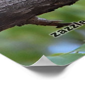 Summer Blue Jay Poster (Ecke)